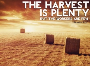 harvest-is-plenty